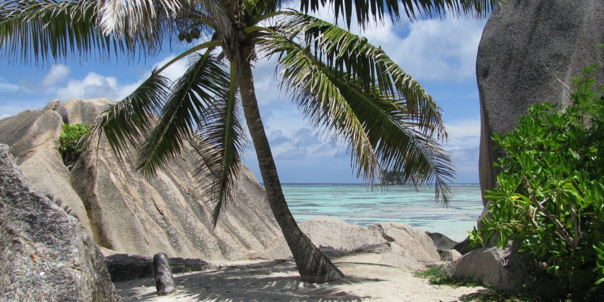 174495-palm-tree-322643