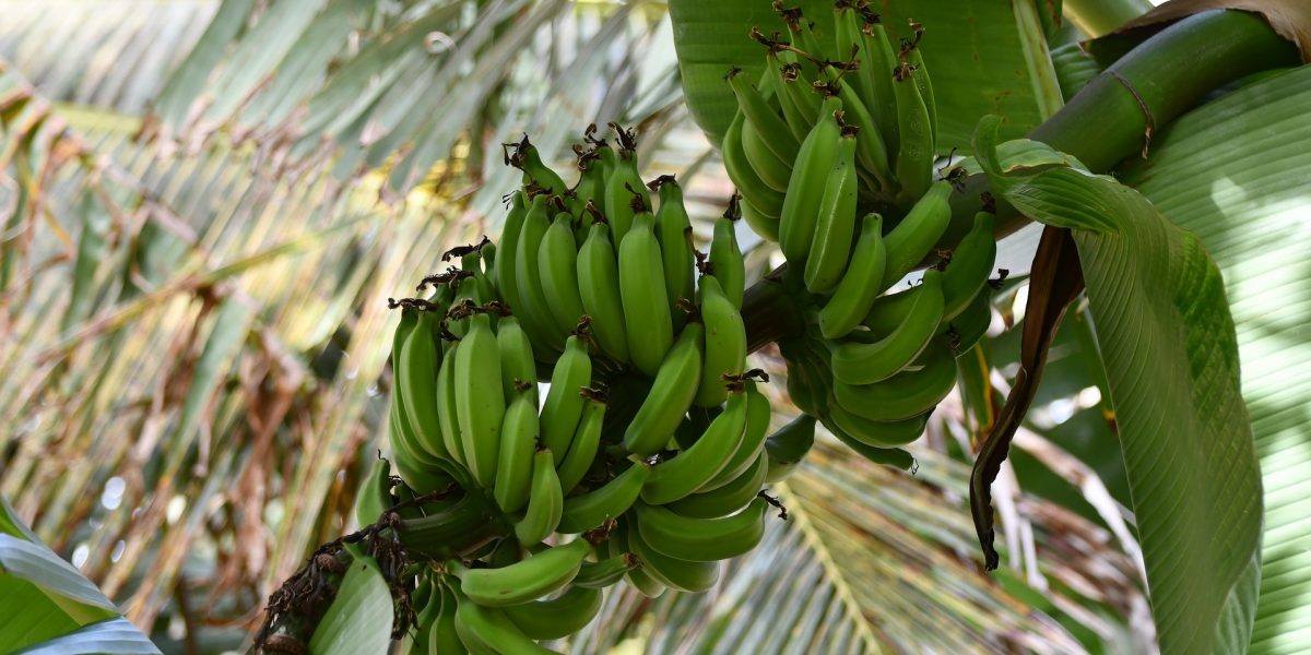 banana-plant-gf3b458118_1920