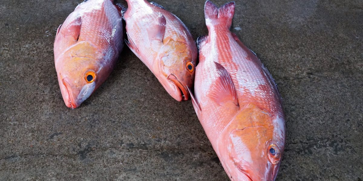 photosforyou-fish-4668610